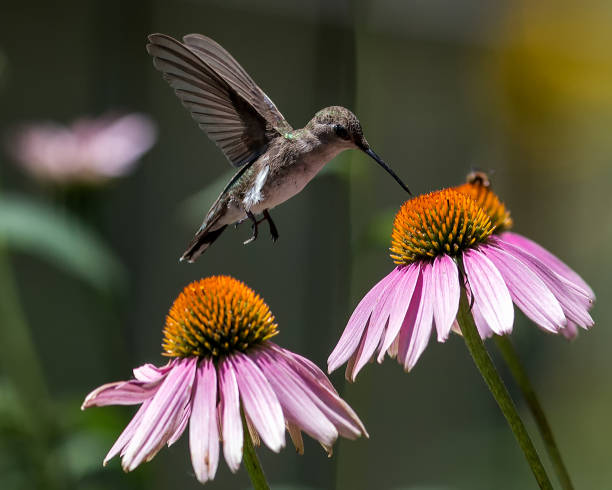 Hummingbird feeding on Purple Coneflower