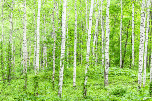 white birch - silver birch tree imagens e fotografias de stock