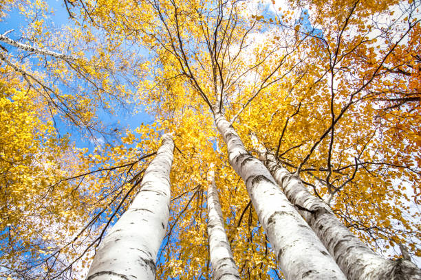 autumn white birch - silver birch tree imagens e fotografias de stock