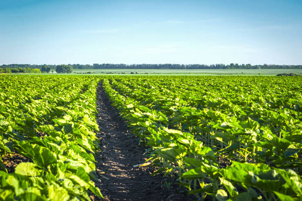istock technological strip between rows of young clean from weeds and sunflower diseases. Clear field 966360596