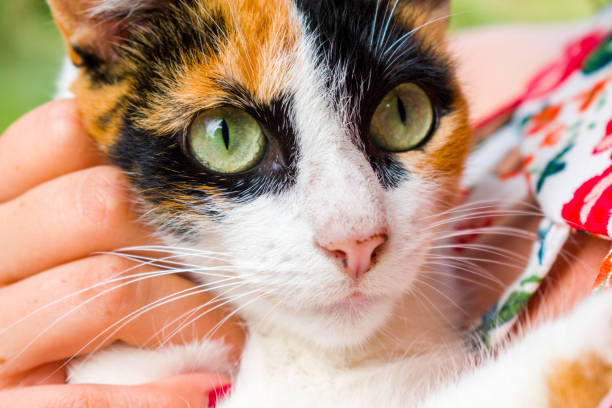 istock woman whit cat in her arms 966365042