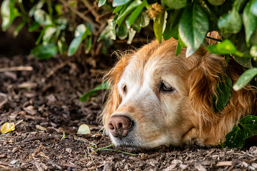 A senior Golden Retriever getting away from the heat on a hot summer day by lying down in the shade on the mulch under a row of bushes with her head showing so she can keep an eye on things.