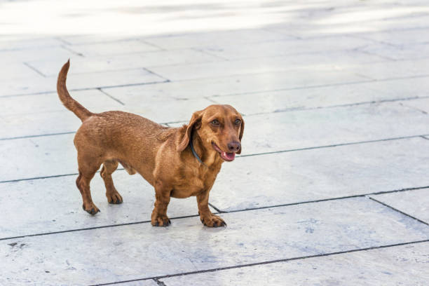 istock Dachshund is walking on the street. 966368410