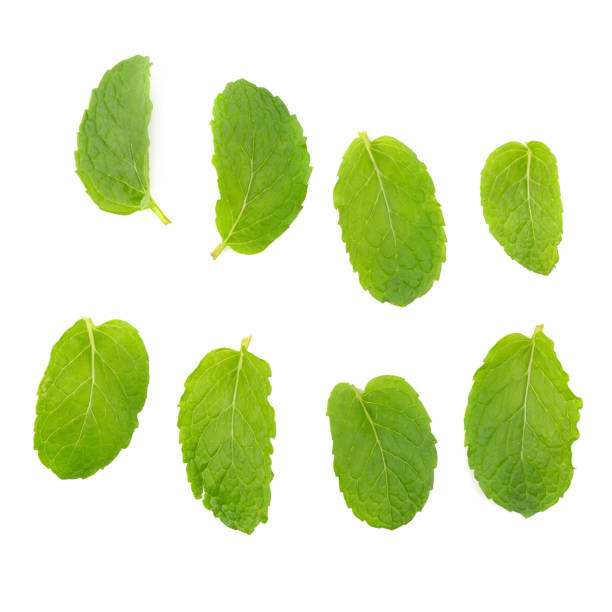 istock Fresh raw mint leaves isolated on white background 966369606