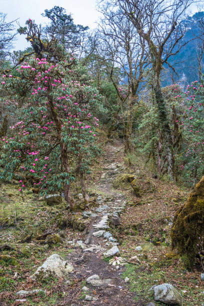 istock Mountain trail in rhododendron forest in Nepal. 966370460