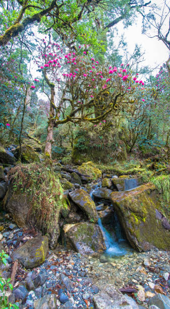 istock Flowering rhododendron tree at the Creek. 966372968
