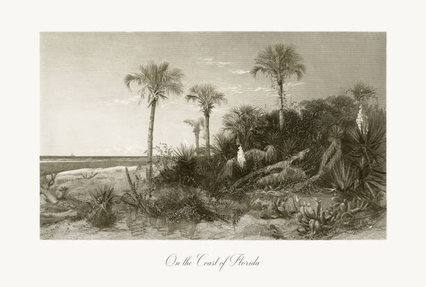 illustrazioni stock, clip art, cartoni animati e icone di tendenza di sulla costa della florida, florida, stati uniti, american victorian engraving, 1872 - 1870