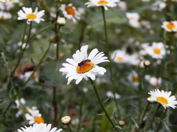 a bee enjoying fregnance of flower