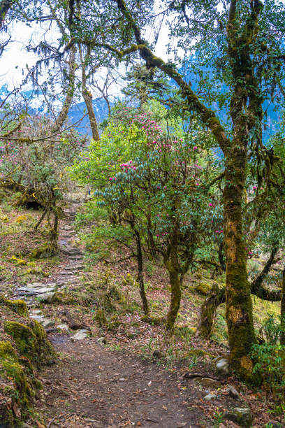 istock Mountain trail in rhododendron forest in Nepal. 966374400