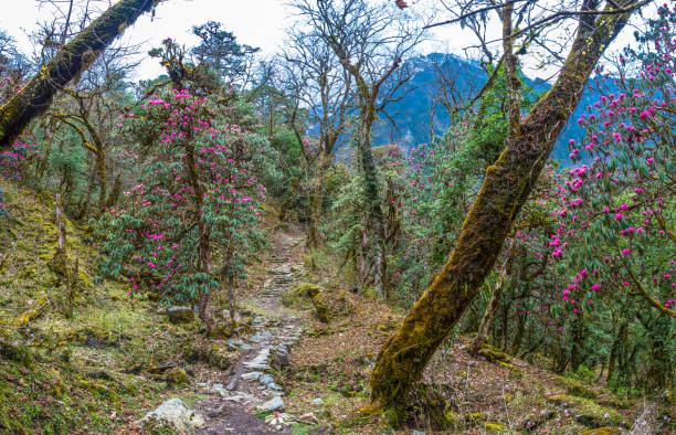 istock Mountain trail in rhododendron forest in Nepal. 966374404