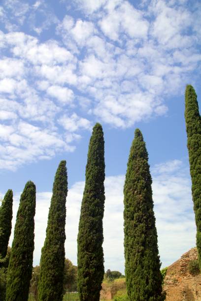 istock Low Angle View Of Trees Against Sky 966374446