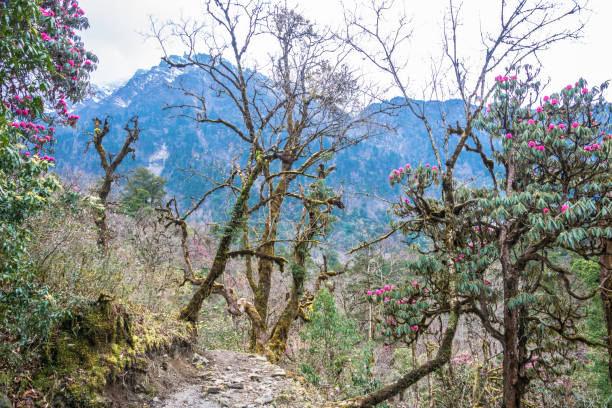 istock Mountain trail in rhododendron forest in Nepal. 966374710