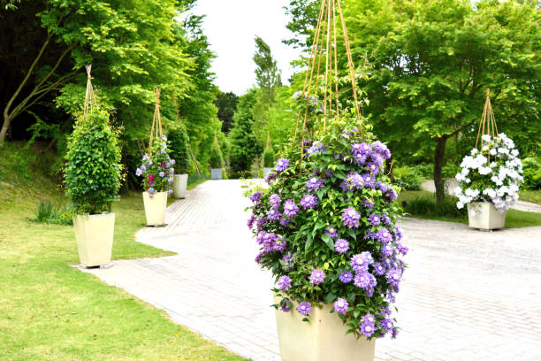 entrada de flor clematis - clemátide fotografías e imágenes de stock