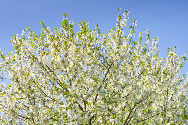 istock Beautifully blooming  cherry tree against a blue sky. Background. Texture. 966379080