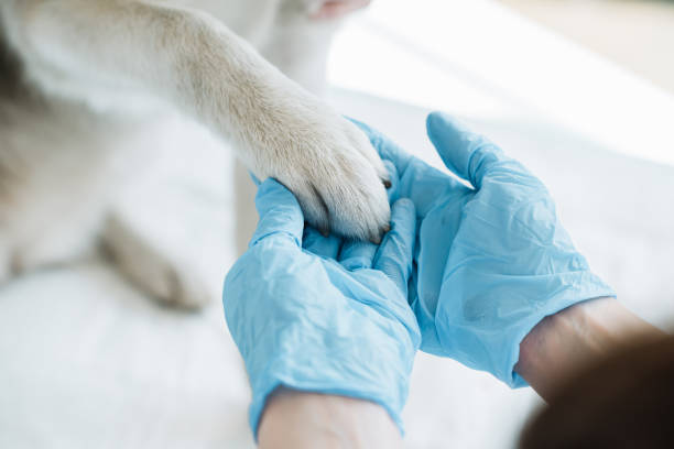 immagine ritagliata del veterinario in guanti di lattice esaminando zampa di cane - vet foto e immagini stock