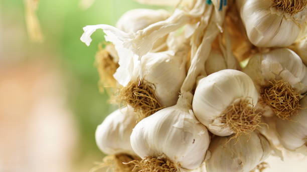 istock healthy and organic garlic 966379520