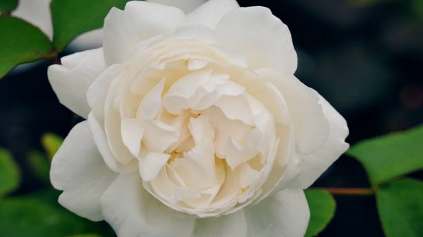 istock A Close-up of a white rose. 966379578