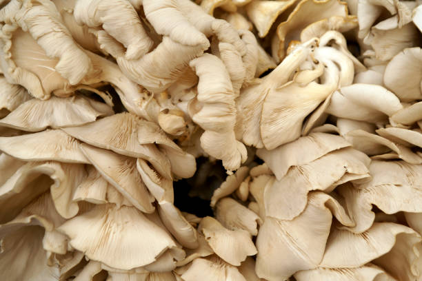 pleurotus ostreatus (turco i̇stiridye mantari) - fungus part - fotografias e filmes do acervo
