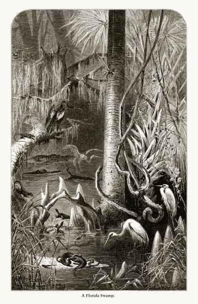 Very Rare, Beautifully Illustrated Antique Engraving of Florida Swamp, Florida, United States, American Victorian Engraving, 1872. Source: Original edition from my own archives. Copyright has expired on this artwork. Digitally restored.