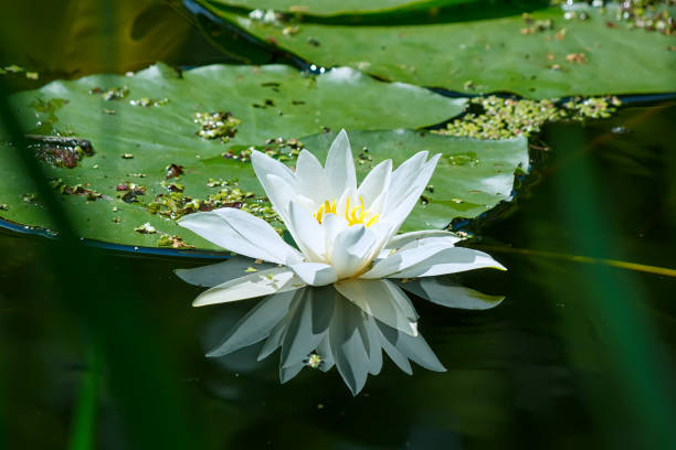 istock Water lily on the pond 966383898