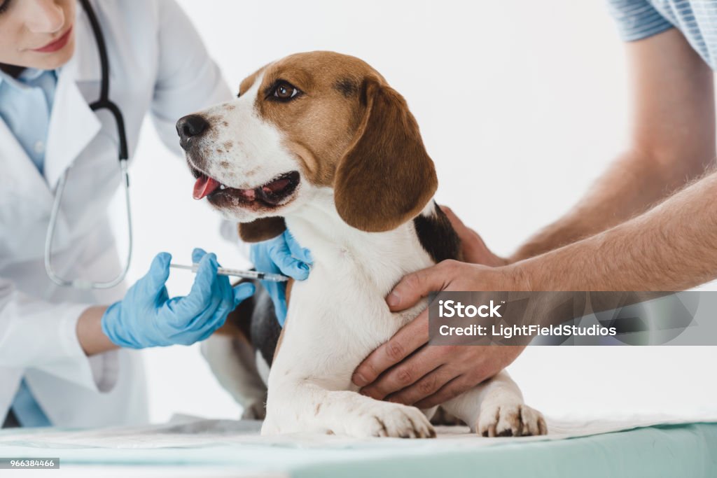 image recadrée de beagle holding homme tout vétérinaire faisant injection par seringue lui - Photo de Chien libre de droits