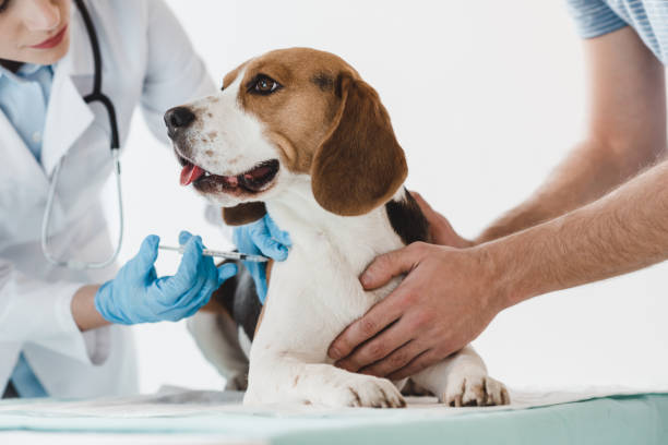 image recadrée de beagle holding homme tout vétérinaire faisant injection par seringue lui - syringe injecting vaccination healthcare and medicine photos et images de collection