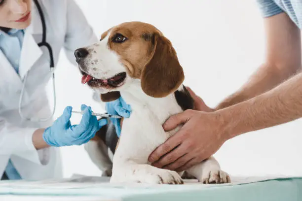 Photo of cropped image of man holding beagle while veterinarian doing injection by syringe to it