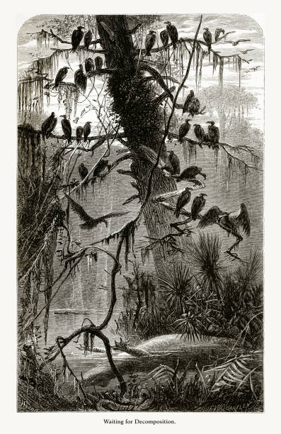 Very Rare, Beautifully Illustrated Antique Engraving of Waiting for Decomposition, Florida Swamp, Florida, United States, American Victorian Engraving, 1872, 1872. Source: Original edition from my own archives. Copyright has expired on this artwork. Digitally restored.
