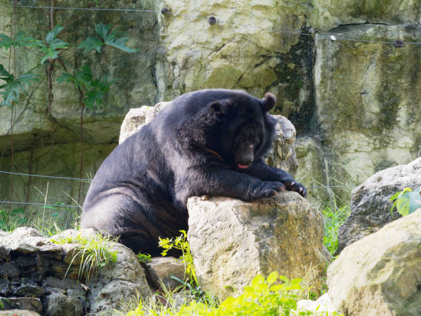 istock Asiatic black bear resting on rocks in close up 966395318