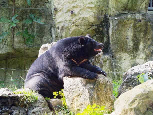 istock Asiatic black bear resting on rocks in close up 966395562
