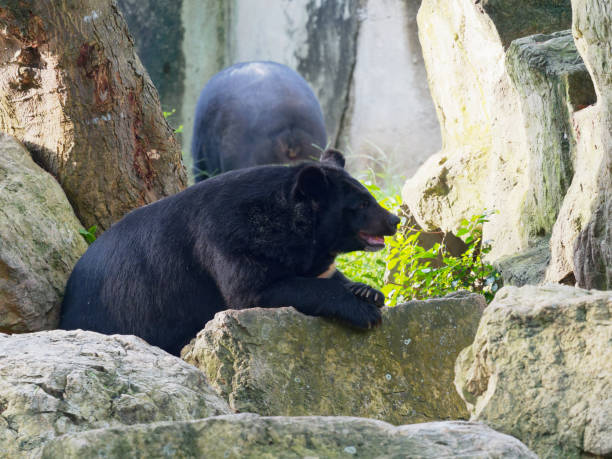 istock Asiatic black bear resting on rocks in close up 966395726