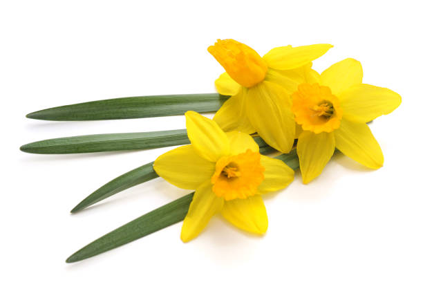 istock Flowers yellow narcissus. 966396234