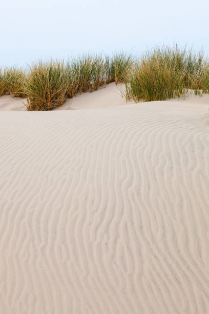 wave pattern in the sand with tufts of grass - 16636 imagens e fotografias de stock