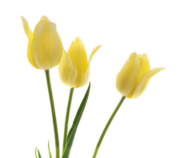 istock Bouquet yellow tulips. 966396562