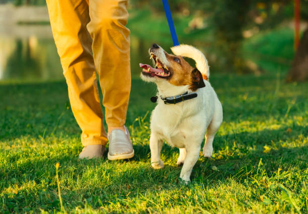 Dog walking on leash with woman during  evening stroll at park