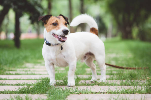 istock Jack Russell Terrier dog standing at free stack pose while walking outdoor on leash 966398922