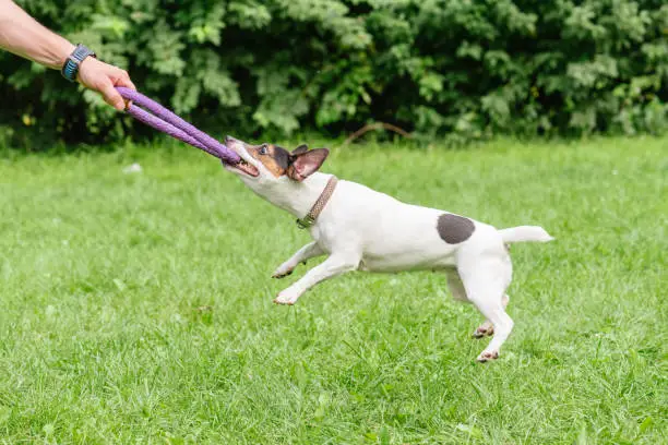 Dog holding toy flying like at carousel