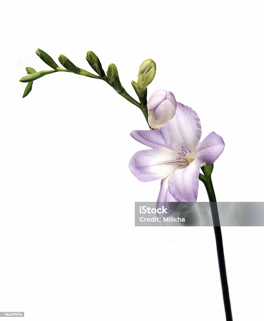 Freesia - Photo de Freesia libre de droits