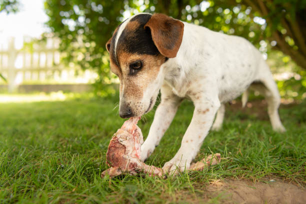 little cute dog eats a bone with meat and chews - Jack Russell Terrier little cute dog eats a bone with meat and chews - Jack Russell Terrier 11 years old preening stock pictures, royalty-free photos & images