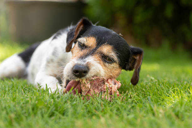 istock little cute dog eats a bone with meat and chews - Jack Russell Terrier 966400508