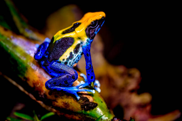 The dyeing dart frog, tinc (a nickname given by those in the hobby of keeping dart frogs), or dyeing poison frog (Dendrobates tinctorius) is a species of poison dart frog. Rotterdam Zoo