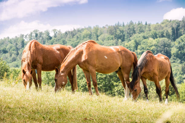 istock Horses on the green meadow 966401096