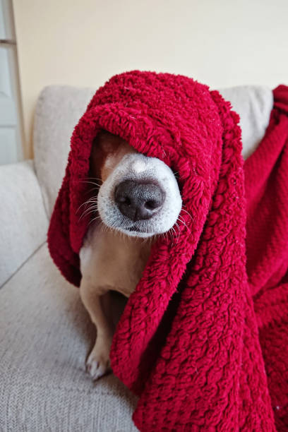 赤い毛布に包まれてかわいいジャック ラッセル犬の変な顔 - dog illness humor pets ストックフォトと画像