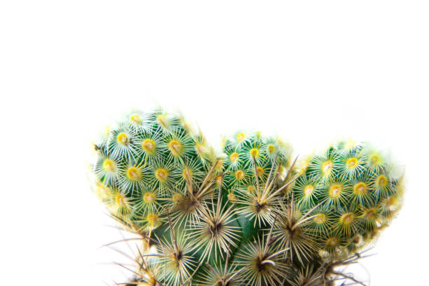 Close up cactus isolated on white background. Minimal style for cactus trendy. Natural design concept.