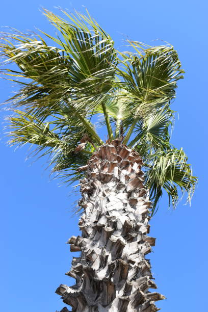 istock Closeup of a palm tree on a sunny day with a blue sky 966407390