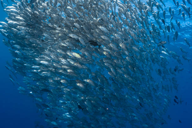 istock School of jack fish in Palau, Micronesia 966415390