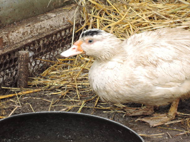 istock Muscovy duck / Cairina moschata 966415854
