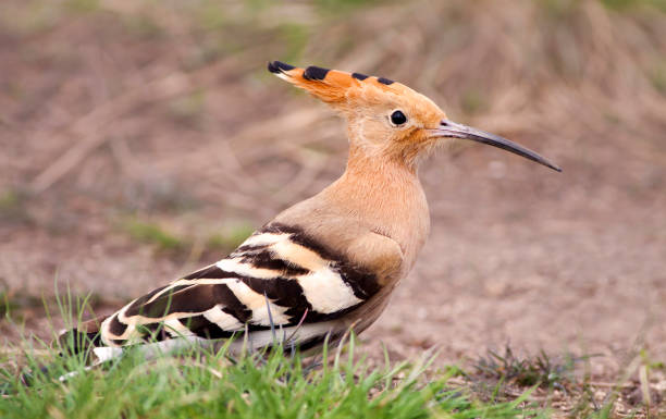 istock Funny hoopoe bird 966415900