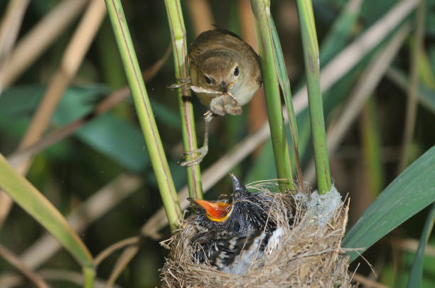 Eurasian reed warbler with cuckoo