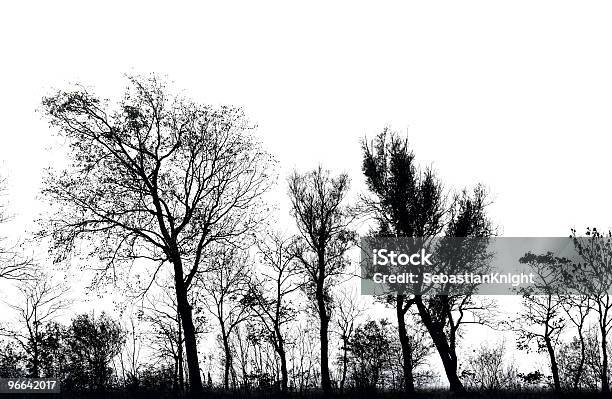 Linia Drzew - zdjęcia stockowe i więcej obrazów Bez czarny - Bez czarny, Wariacja, Bez ludzi